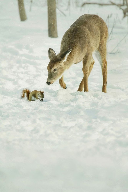 Winter Squirrel and Deer Poster Print - Carrie Ann Grippo-Pike