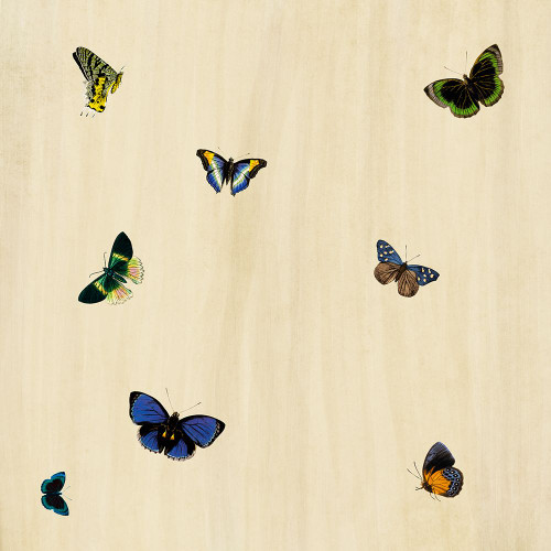 Flutter C Poster Print - ArtLab GI