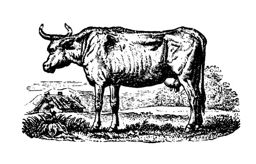 Horned Cow Poster Print - Licensing Studio Art