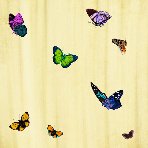 Flutter B Poster Print - ArtLab GI