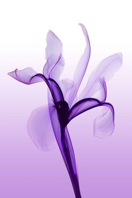 Iris I Poster Print - Hong Pham