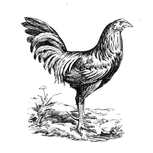 Chicken in the Yard Poster Print - Licensing Studio Art