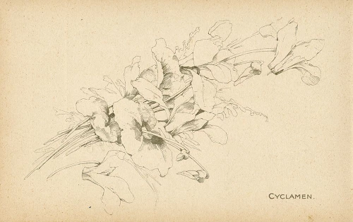 Cyclamen Poster Print - Licensing Studio Art