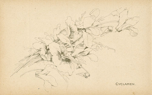 Cyclamen Poster Print - Licensing Studio Art