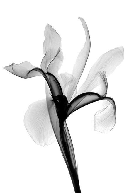 Iris II Poster Print - Hong Pham