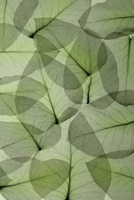 Eucalyptus Poster Print - Hong Pham