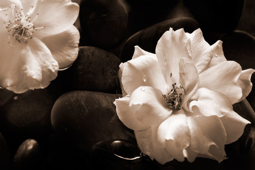 Gardenia II Poster Print - Jeanne Michel