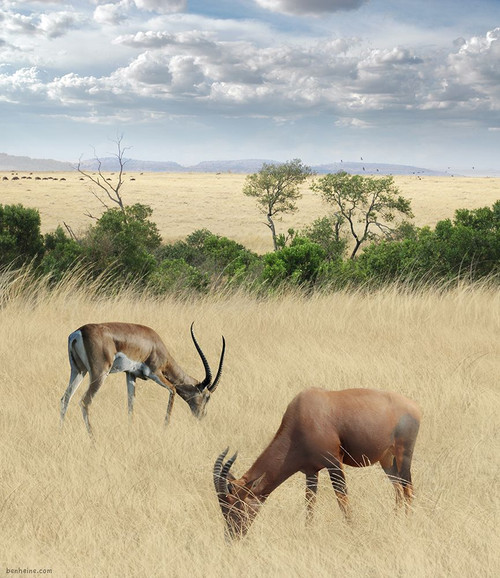 Kenya 2 Poster Print - Ben Heine