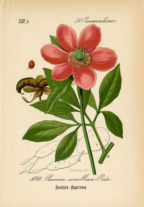 Paeonia Corallina Poster Print - Licensing Studio Art