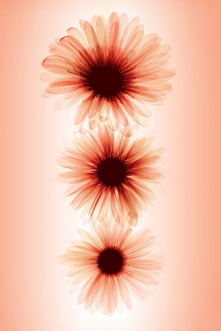 Daisies Poster Print - Hong Pham