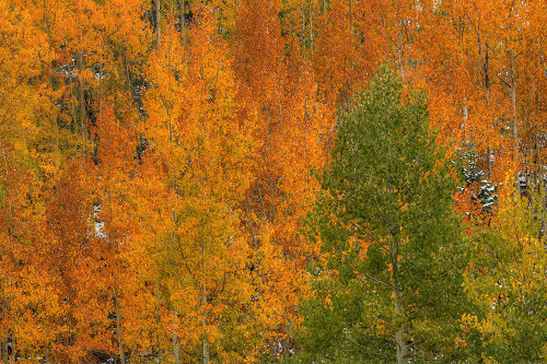 Orange Wildfire Poster Print - Bill Sherrell Orange Wildfire Poster Print - Bill Sherrell