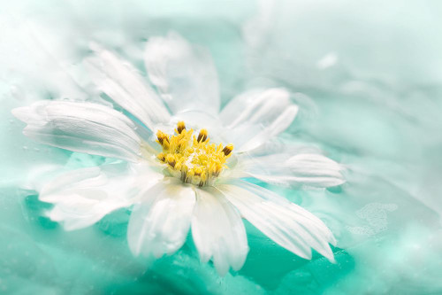 Botanica Azure I Poster Print - Jeanne Michel