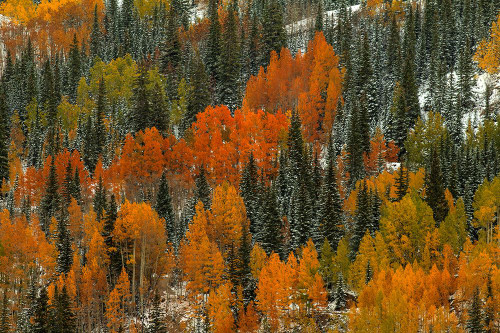 Orange Fire Poster Print - Bill Sherrell Orange Fire Poster Print - Bill Sherrell