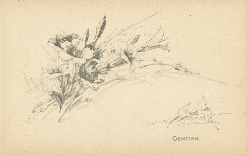 Gentian Poster Print - Licensing Studio Art