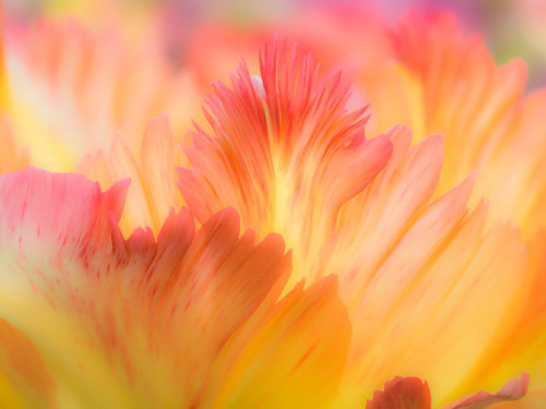 Netherlands-Lisse. Closeup of orange variegated tulip flower. Poster Print - Julie Eggers