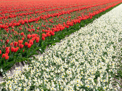 Netherlands-Lisse. Agricultural field of tulips and daffodils. Poster Print - Julie Eggers