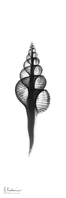 Fusinus Colus Poster Print - Albert Koetsier