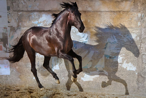 Shadow Poster Print - Susan Friedman