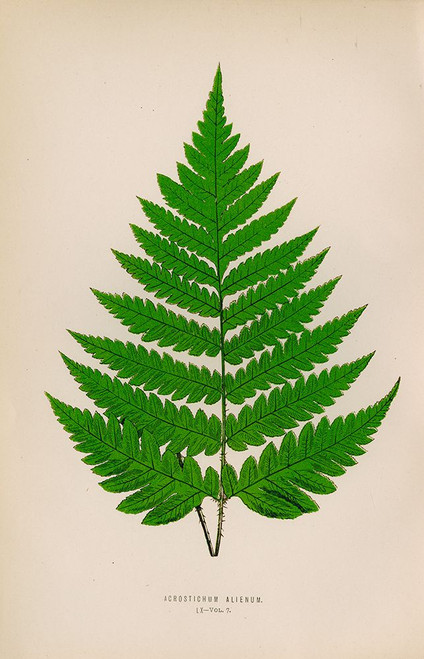 Acrostichum Alienum Poster Print - Licensing Studio Art