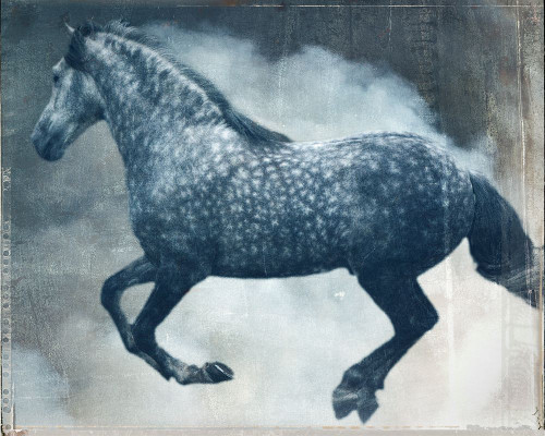 Dapple Horse Poster Print - Susan Friedman