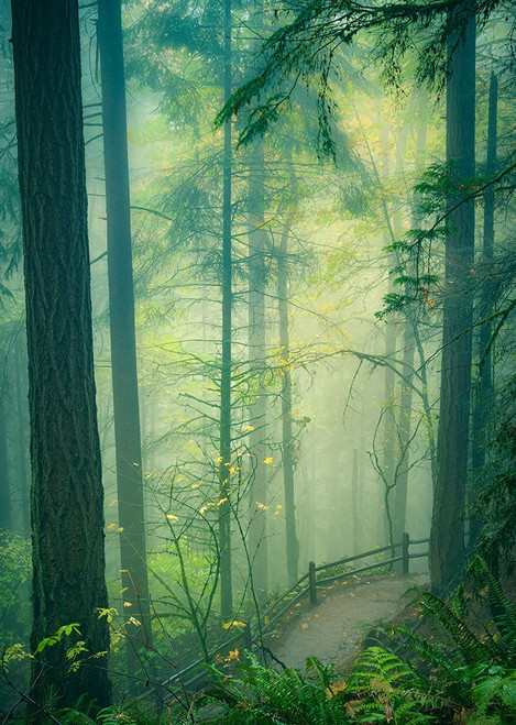 Through the Woods in a Misty Rain Poster Print - Don Schwartz
