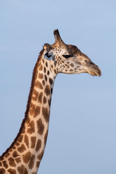 Zambia-South Luangwa National Park. Thornicrofts giraffe endemic to Luangwa. Poster Print - Cindy Miller Hopkins
