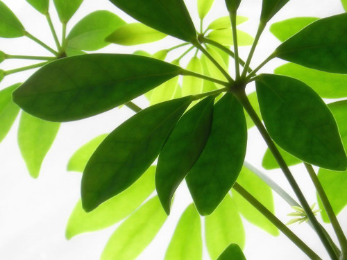 Leaves 9 Poster Print - Rachel Lee