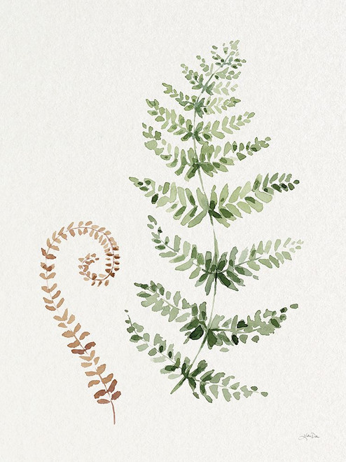 Forest Ferns I Poster Print - Katrina Pete
