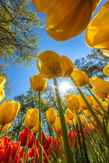 Netherlands-Lisse. Tulips in Keukenhof Gardens. Poster Print - Gallery Jaynes