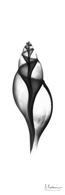 Tulip Shell Poster Print - Albert Koetsier