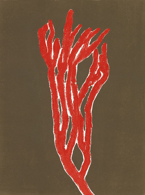 Coral 7 Poster Print - Studio MMB