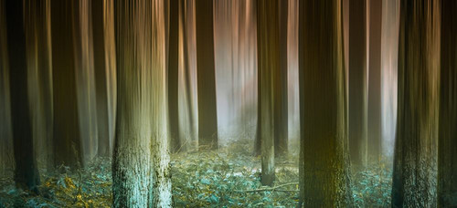 Misty Woods Poster Print - Don Schwartz