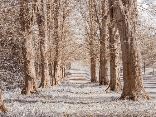 Pathway through trees in forest Poster Print - Assaf Frank