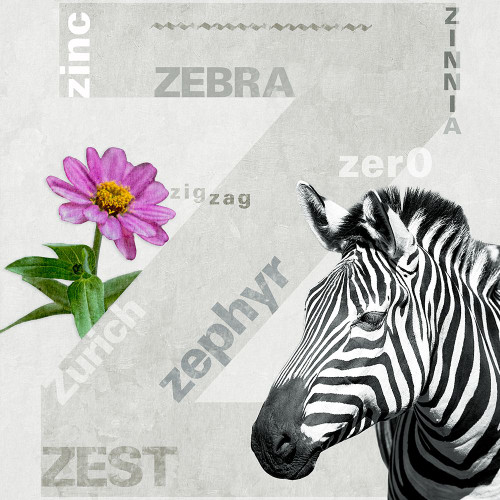 Z Poster Print - P. H. Photography