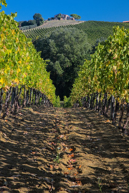 Italy- Umbria. Home surrounded by vineyards. Poster Print - Julie Eggers