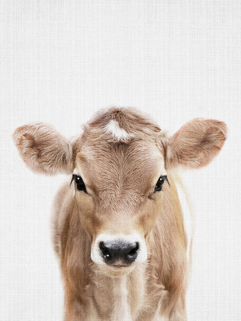Peekaboo Baby Cow Poster Print - Lola Peacock
