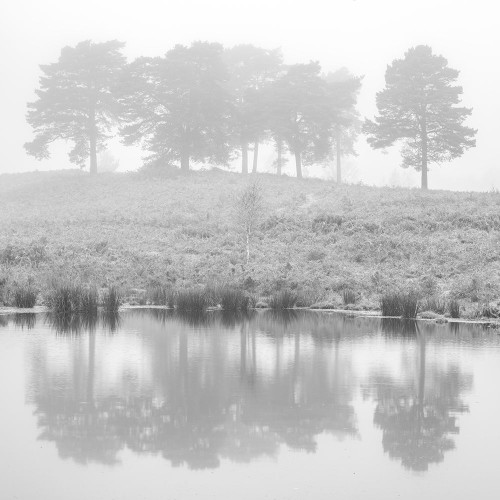 Misty Pine trees-reflection Poster Print - Assaf Frank