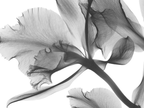 Trancendental Poetry 1 Poster Print - Albert Koetsier