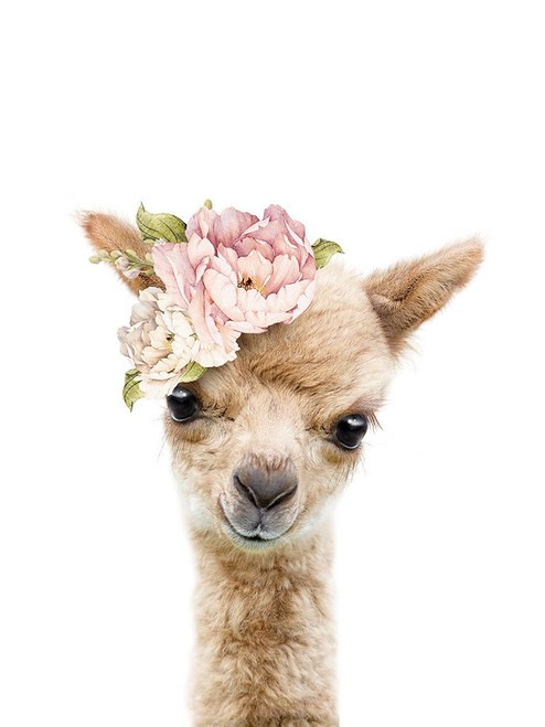 Floral Baby Llama Poster Print - Lola Peacock