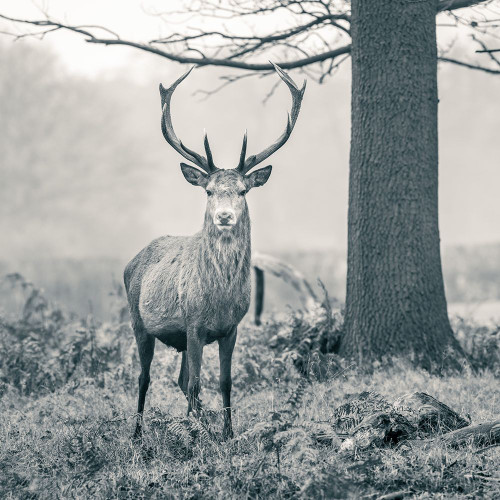 Stag in the forest Poster Print - Assaf Frank