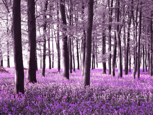 Bluebells covering forest floor Poster Print - Assaf Frank