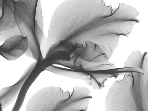 Trancendental Poetry 2 Poster Print - Albert Koetsier