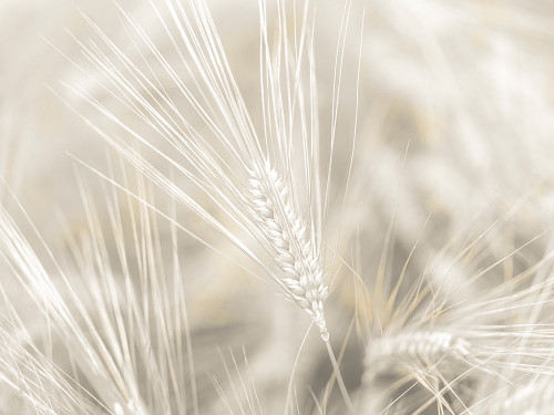 Wheat close-up Poster Print - Assaf Frank