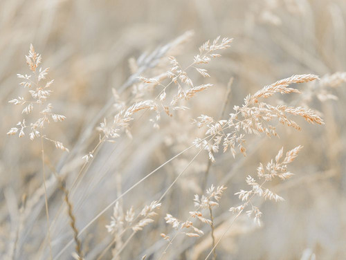 Grass Meadow Poster Print - Assaf Frank