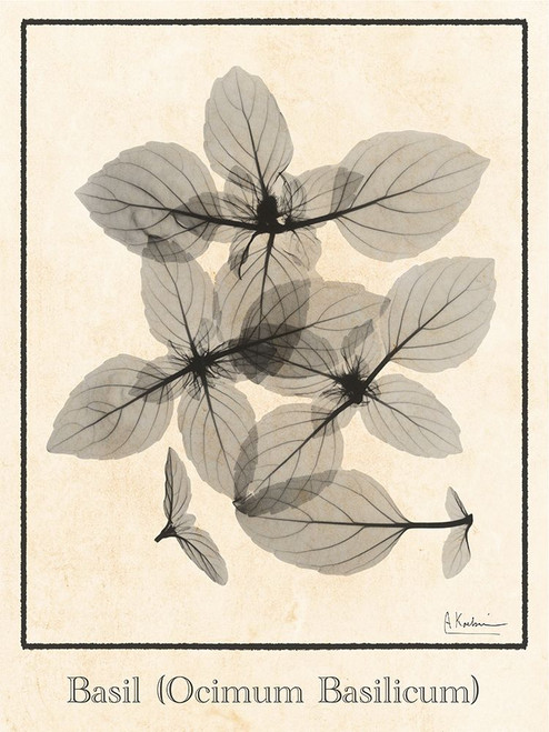 Basil Ocimum Basilicum Poster Print - Albert Koetsier