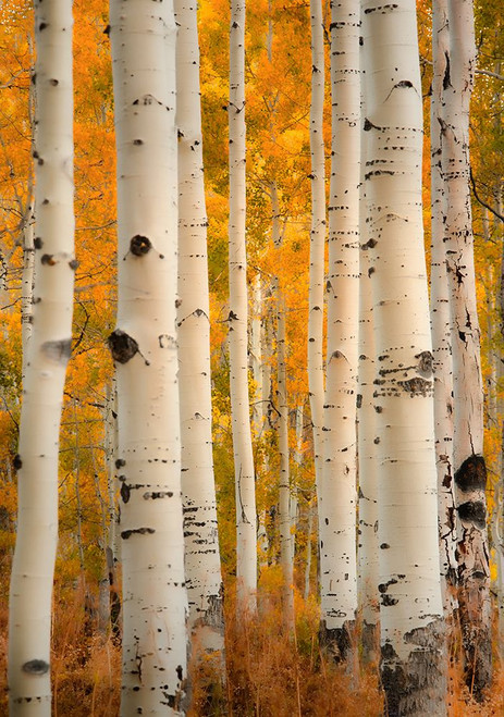 Aspens in Autumn Poster Print - Don Schwartz