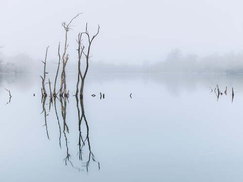 Branches in lake, reflection Poster Print - Assaf Frank