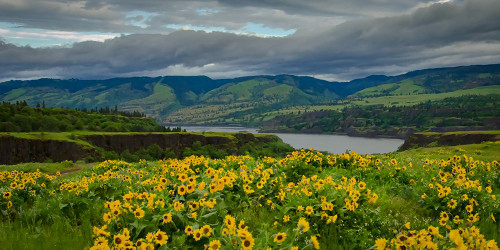 Spring Bursts Along the Columbia Poster Print - Don Schwartz