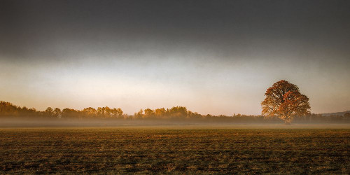 A Wisp of Fog in the Field Poster Print - Don Schwartz