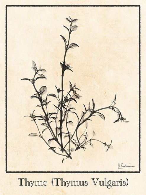 Thymus Vulgaris Poster Print - Albert Koetsier